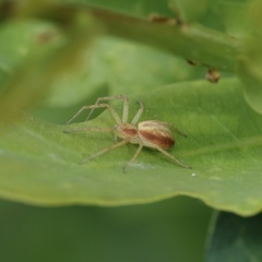 Philodromus