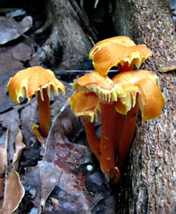 Hygrocybe