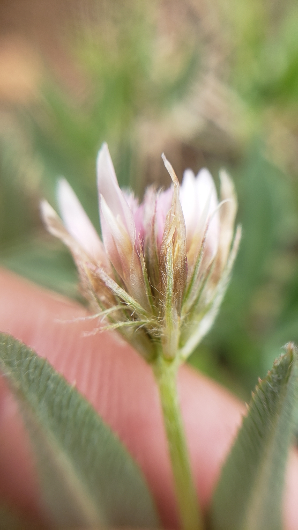 Trifolium longipes ssp. elmeri