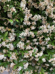 Angiospermae