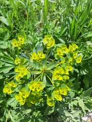 Euphorbia stepposa