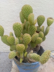 Opuntia