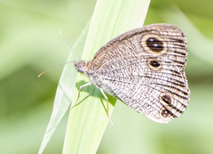 Ypthima pandocus corticaria