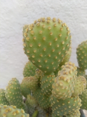 Opuntia