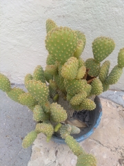 Opuntia