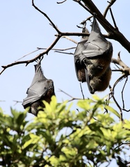 Pteropus poliocephalus