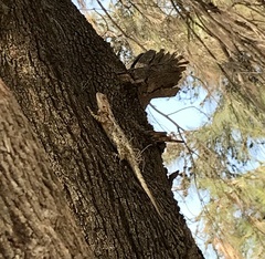 Sceloporus spinosus