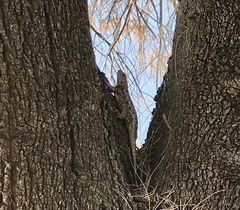 Sceloporus spinosus