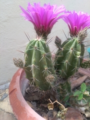 Echinocereus enneacanthus carnosus