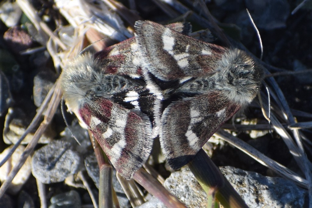 Persimilis Flower Moth