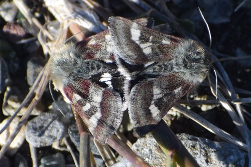 Persimilis Flower Moth