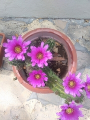 Echinocereus enneacanthus carnosus
