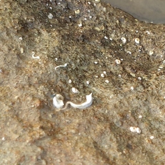 Spirobranchus cariniferus