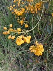 Senna viarum