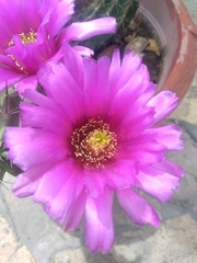 Echinocereus enneacanthus carnosus