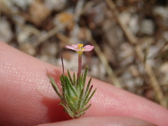 Leptosiphon ciliatus