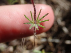 Leptosiphon ciliatus