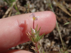 Leptosiphon ciliatus