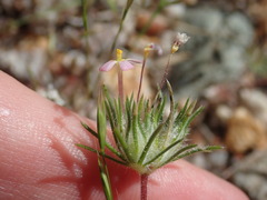 Leptosiphon ciliatus