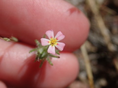 Leptosiphon ciliatus