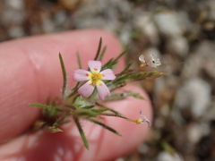 Leptosiphon ciliatus