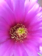 Echinocereus enneacanthus carnosus