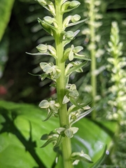 Platanthera stricta