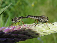 Pamponerus germanicus
