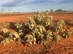 Solanum quadriloculatum