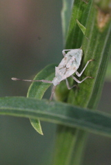 Gonocerini