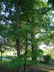 Robinia pseudoacacia