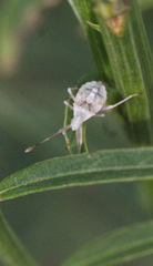 Gonocerini