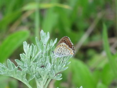 Lycaena tityrus