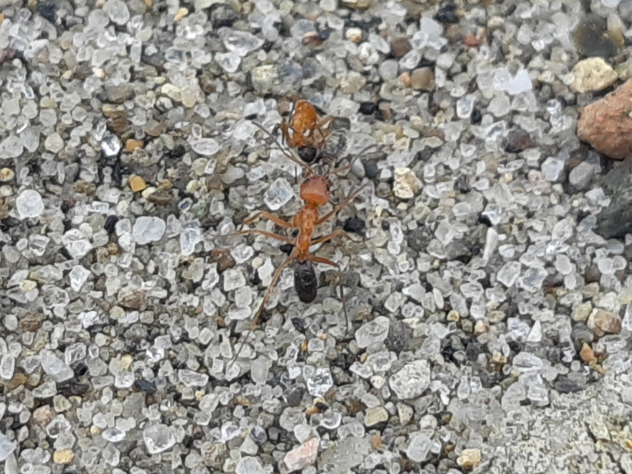 Dorymyrmex pyramicus