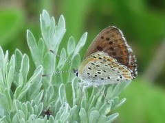 Lycaena tityrus