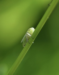 Graphocraerus ventralis