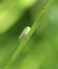 Graphocraerus ventralis