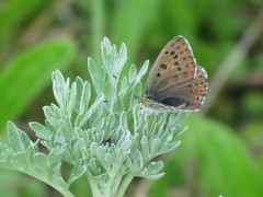 Lycaena tityrus