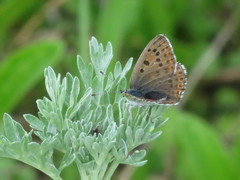 Lycaena tityrus
