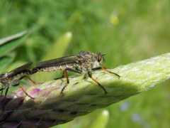 Pamponerus germanicus