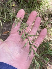 Elymus californicus