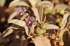 Solanum quadriloculatum