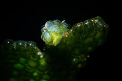 Sacoproteus smaragdinus