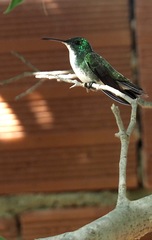 Chrysuronia leucogaster