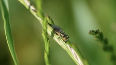 Lejogaster metallina