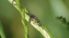 Lejogaster metallina