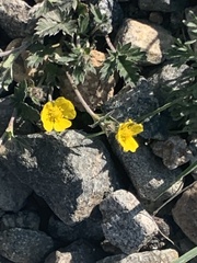 Potentilla concinna