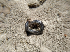 Rossiulus kessleri