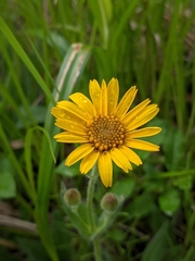 Arnica chamissonis