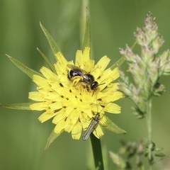 Lasioglossum leucozonium